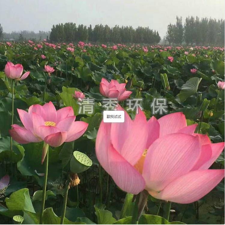 荷花苗種植各方面的要求有哪些？